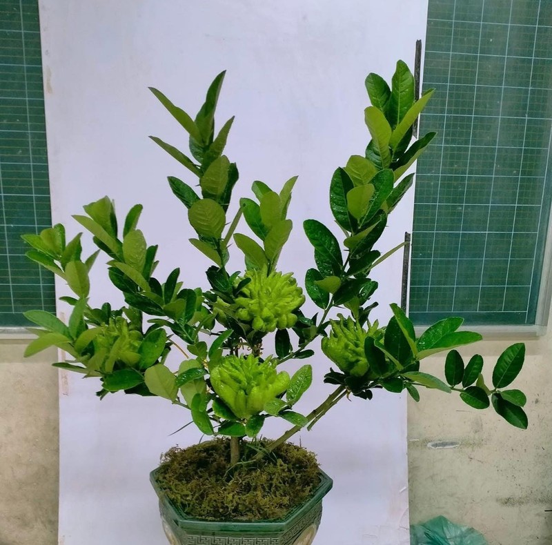 Phat thu bonsai tien trieu “chay hang” dip Tet 2025-Hinh-9