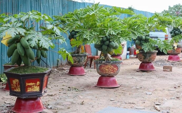 Du du bonsai triu qua tien trieu hut nha giau choi Tet 2025-Hinh-2