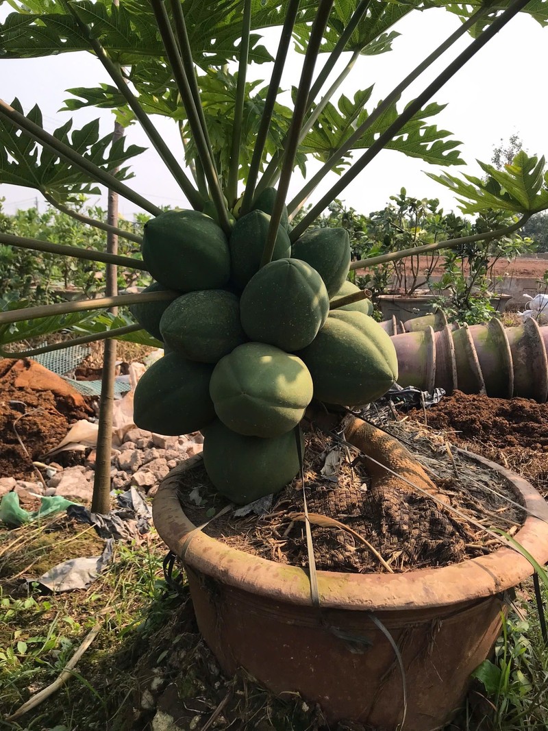 Du du bonsai triu qua tien trieu hut nha giau choi Tet 2025-Hinh-4