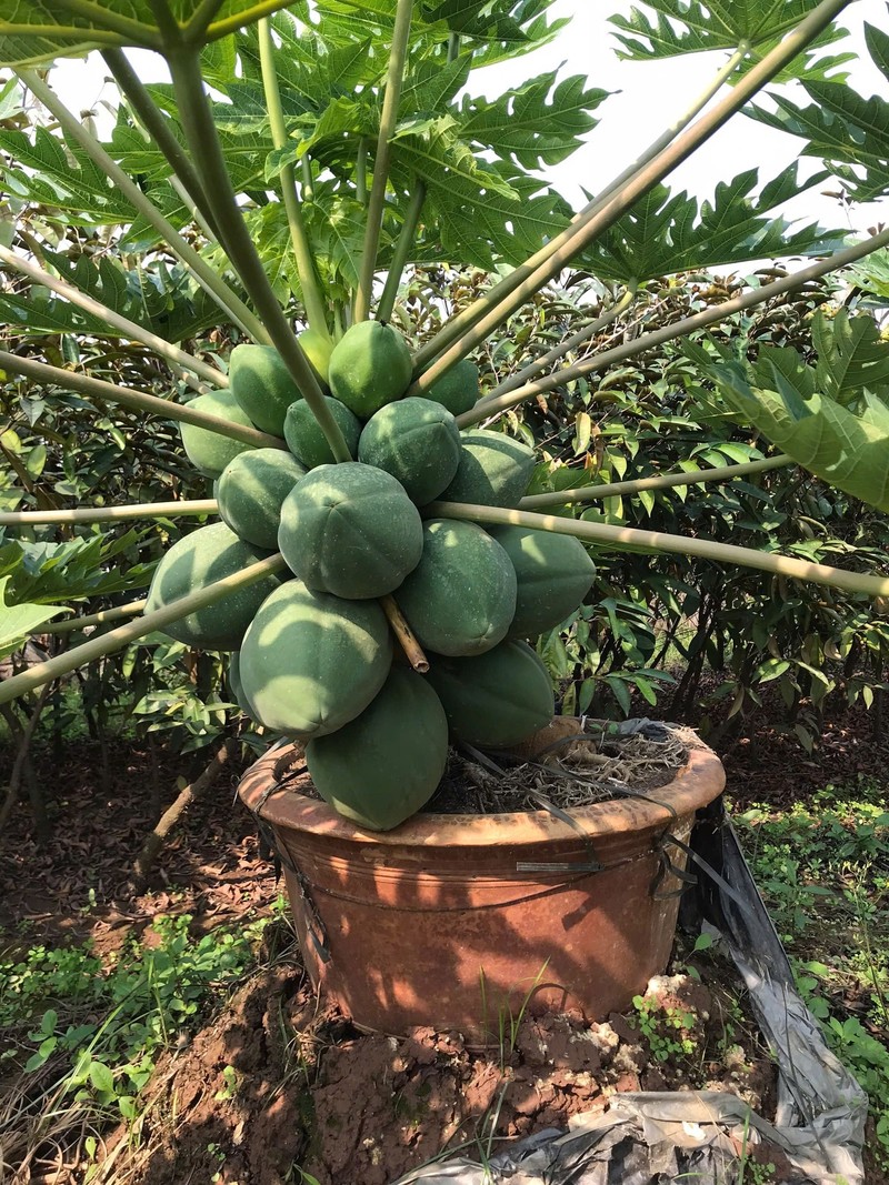 Du du bonsai triu qua tien trieu hut nha giau choi Tet 2025-Hinh-5