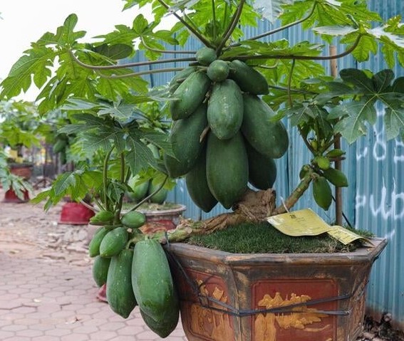 Du du bonsai triu qua tien trieu hut nha giau choi Tet 2025-Hinh-6