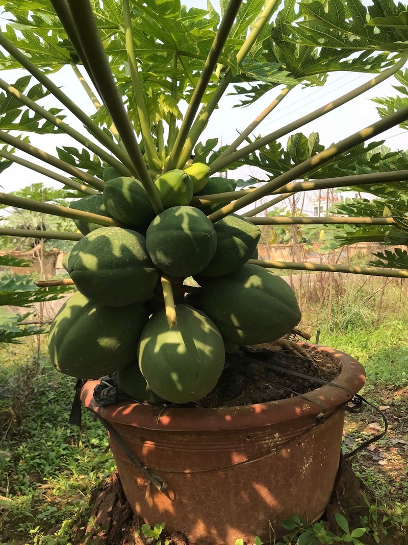 Du du bonsai triu qua tien trieu hut nha giau choi Tet 2025-Hinh-7