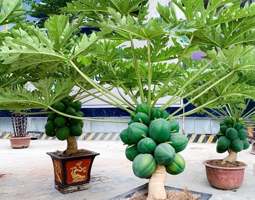 Du du bonsai triu qua tien trieu hut nha giau choi Tet 2025-Hinh-9