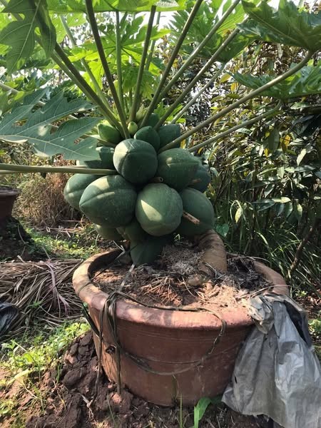 Du du bonsai triu qua tien trieu hut nha giau choi Tet 2025