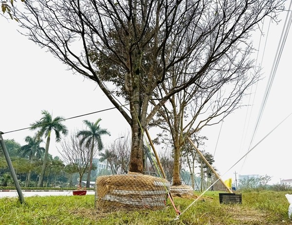 Ngam mai co thu tram trieu hut khach truoc Tet 2025-Hinh-10