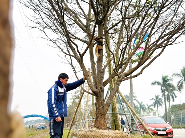 Ngam mai co thu tram trieu hut khach truoc Tet 2025-Hinh-2