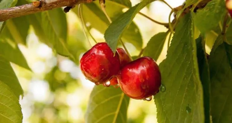 Cherry Uc 2 trieu dong/kg van “chay hang” truoc Tet-Hinh-7