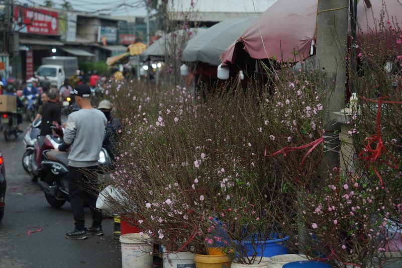 Cho hoa lon nhat Ha Noi nhon nhip ngay giap Tet-Hinh-3