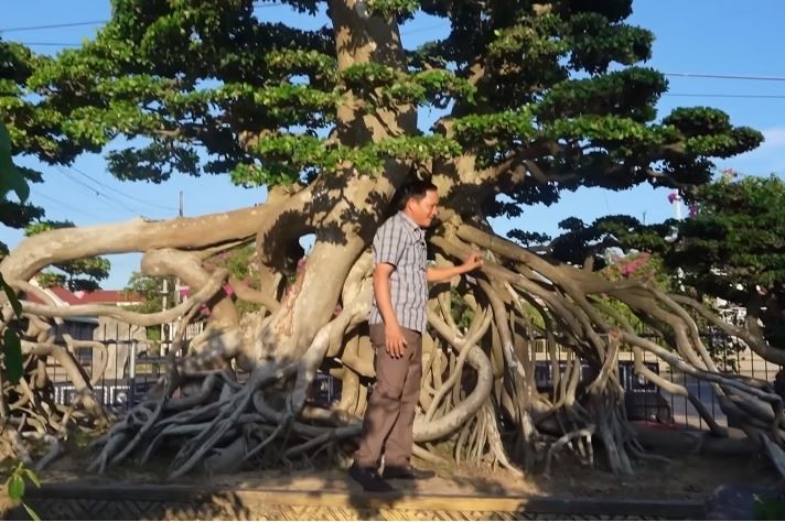 Bonsai “to nhat Viet Nam” khach tra 18 ty khong ban-Hinh-5