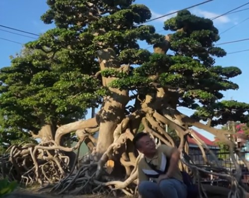 Bonsai “to nhat Viet Nam” khach tra 18 ty khong ban-Hinh-6