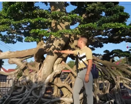 Bonsai “to nhat Viet Nam” khach tra 18 ty khong ban-Hinh-9