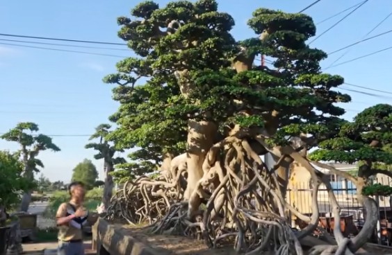 Bonsai “to nhat Viet Nam” khach tra 18 ty khong ban