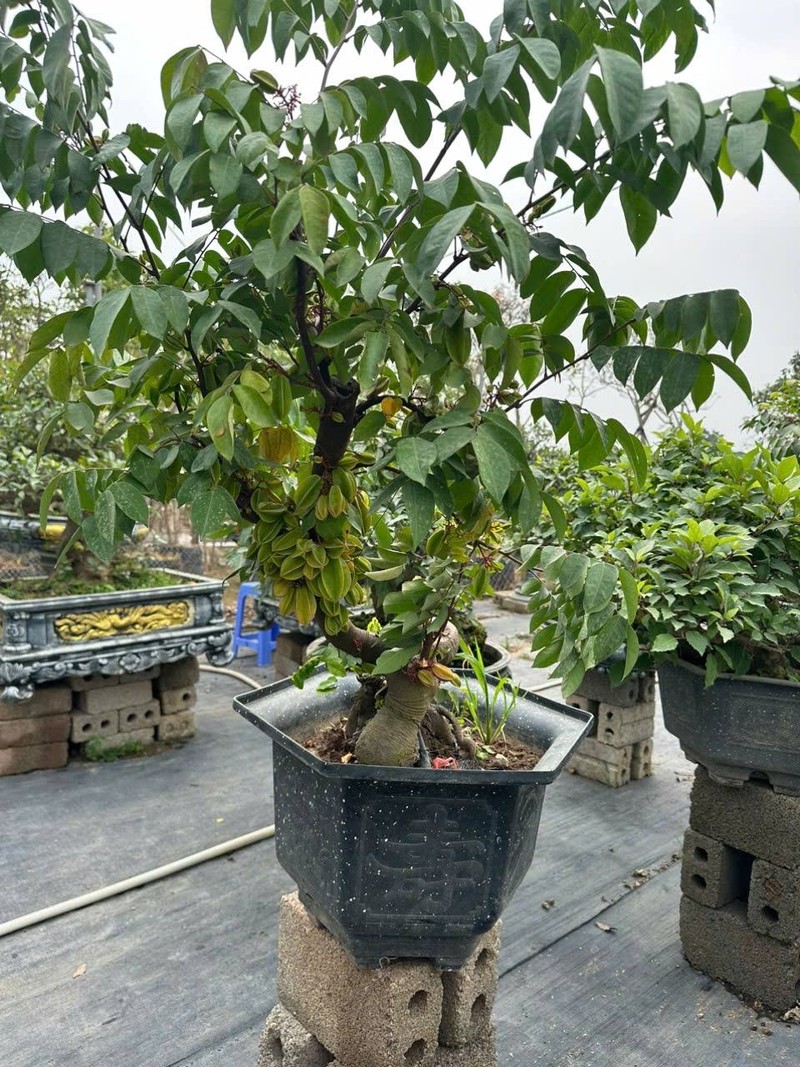 Ngam khe bonsai triu qua khien dan choi choi me tit-Hinh-10