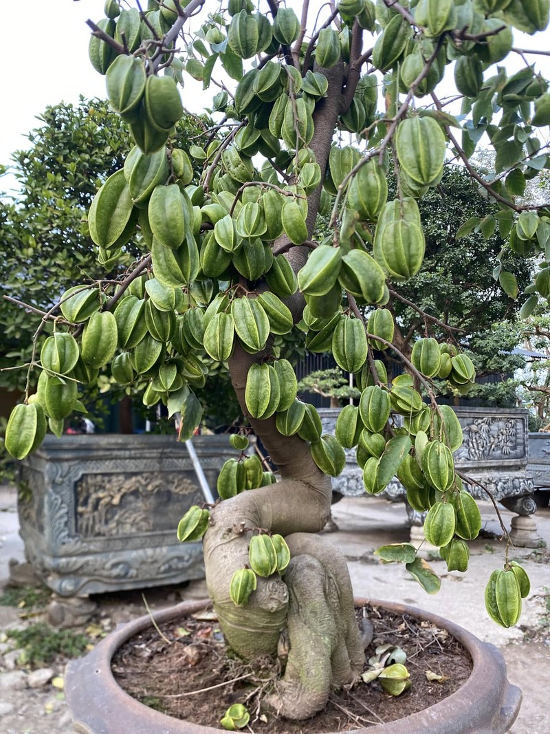 Ngam khe bonsai triu qua khien dan choi choi me tit-Hinh-2