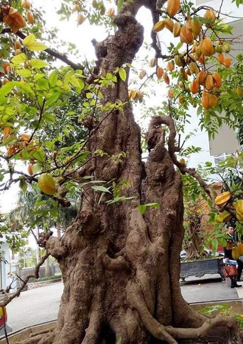 Ngam khe bonsai triu qua khien dan choi choi me tit-Hinh-4