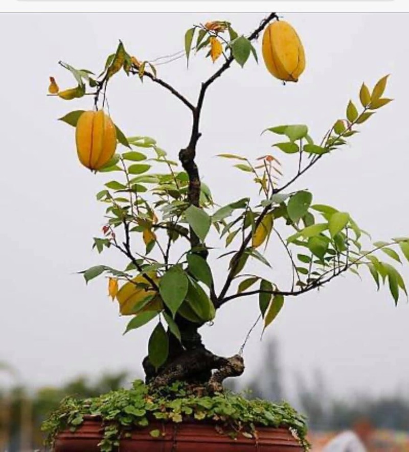 Ngam khe bonsai triu qua khien dan choi choi me tit-Hinh-8