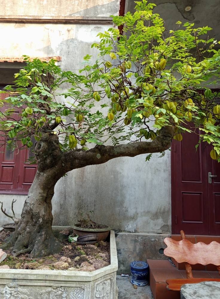 Ngam khe bonsai triu qua khien dan choi choi me tit-Hinh-9