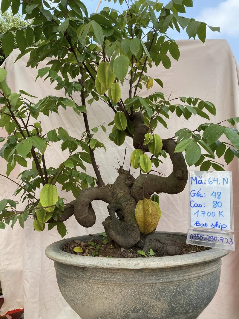 Ngam khe bonsai triu qua khien dan choi choi me tit