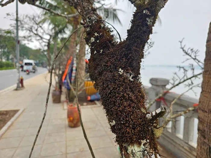 Het Tet, nguoi Ha Noi van chi tien trieu choi le rung-Hinh-6