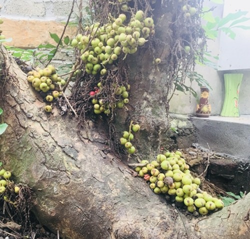 Cay dai bat ngo thanh bonsai tien ty khien dan choi me tit-Hinh-2