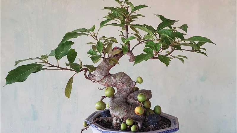 Cay dai bat ngo thanh bonsai tien ty khien dan choi me tit-Hinh-3