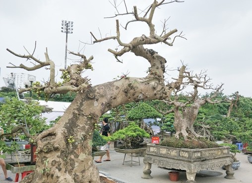 Cay dai bat ngo thanh bonsai tien ty khien dan choi me tit-Hinh-5