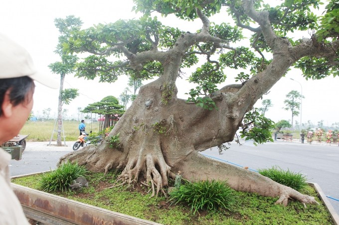 Cay dai bat ngo thanh bonsai tien ty khien dan choi me tit-Hinh-6