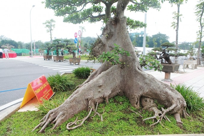 Cay dai bat ngo thanh bonsai tien ty khien dan choi me tit-Hinh-7