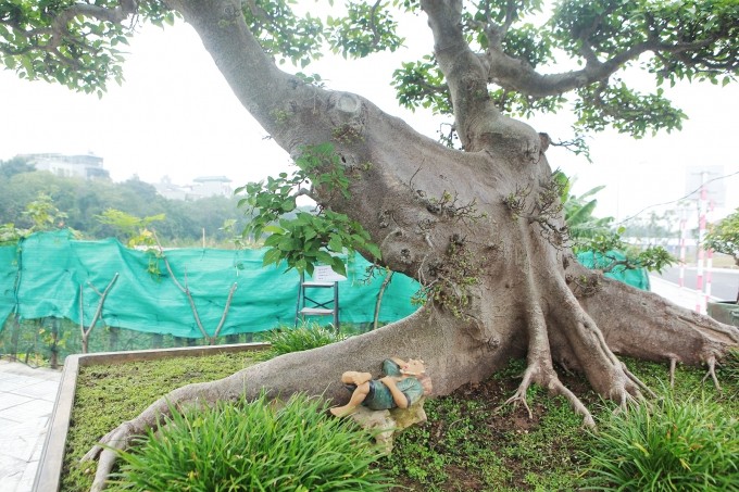 Cay dai bat ngo thanh bonsai tien ty khien dan choi me tit-Hinh-8