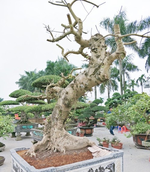 Cay dai bat ngo thanh bonsai tien ty khien dan choi me tit-Hinh-9