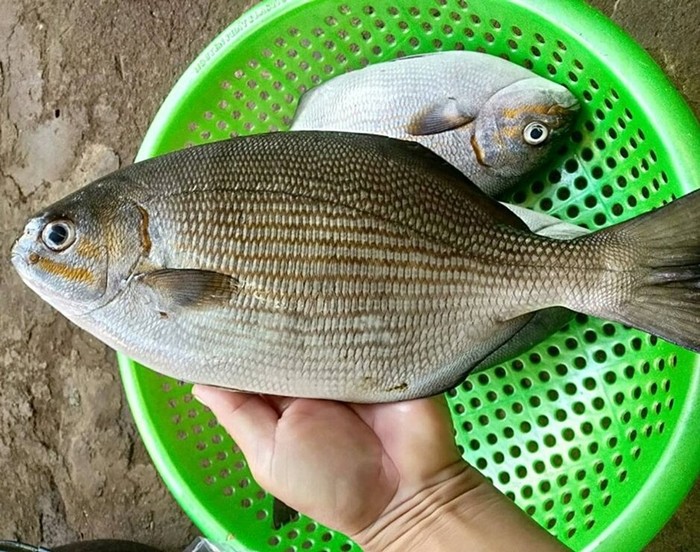 Loai ca nghe ten “noi da ga” bong hoa “mo vang“-Hinh-4