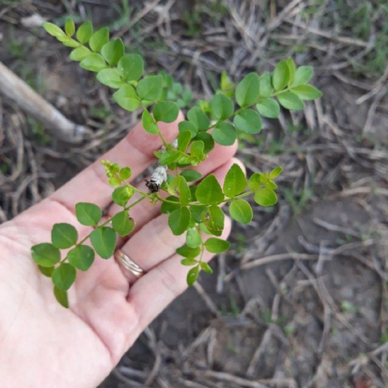 Cay dai moc bo bui bong gan trieu dong/kg van hut khach-Hinh-6