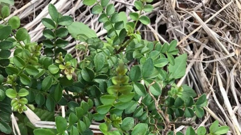 Cay dai moc bo bui bong gan trieu dong/kg van hut khach-Hinh-7