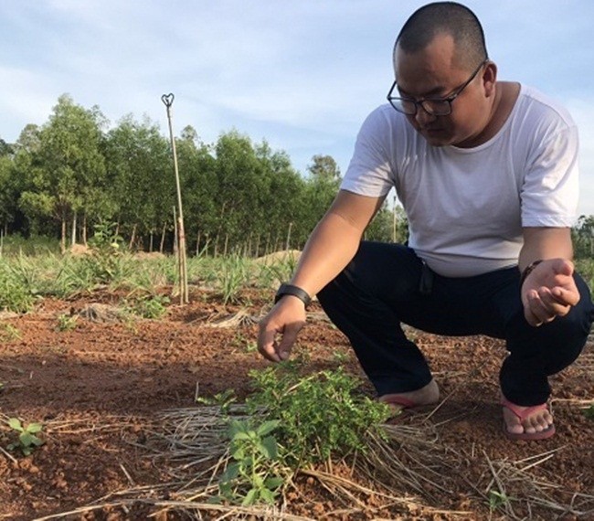 Cay dai moc bo bui bong gan trieu dong/kg van hut khach-Hinh-9