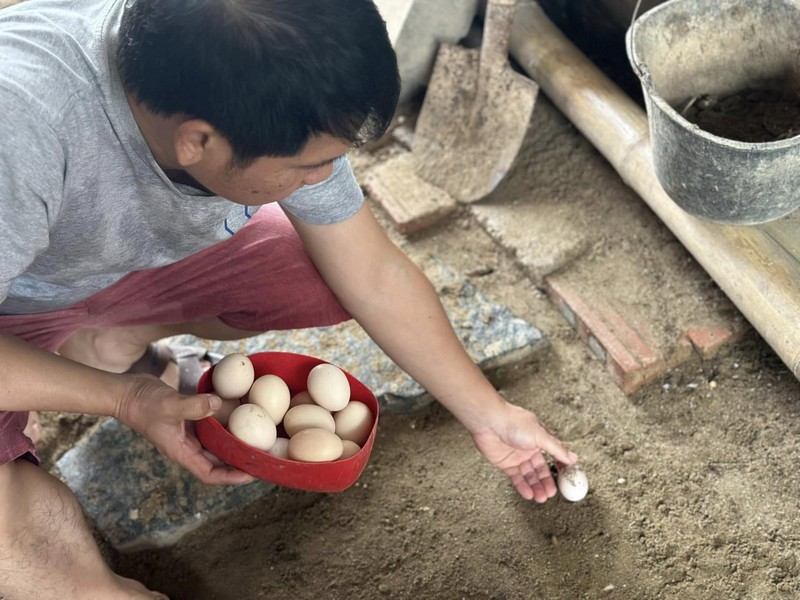 Nha vuon trong rau nuoi ga o Thanh Hoa cua ca si Trong Tan-Hinh-4