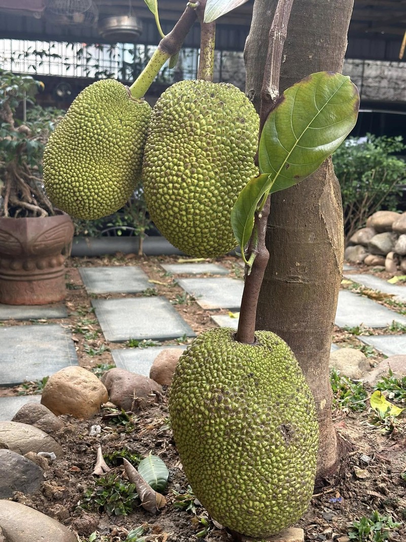 Nha vuon trong rau nuoi ga o Thanh Hoa cua ca si Trong Tan-Hinh-8