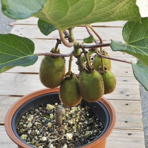 Loai qua quen thuoc bat ngo len chau thanh bonsai 60 trieu dong-Hinh-2