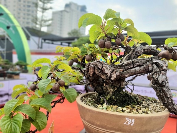 Loai qua quen thuoc bat ngo len chau thanh bonsai 60 trieu dong-Hinh-3