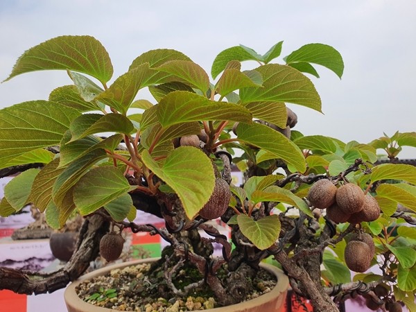 Loai qua quen thuoc bat ngo len chau thanh bonsai 60 trieu dong-Hinh-4