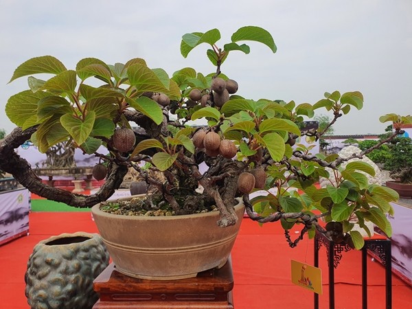 Loai qua quen thuoc bat ngo len chau thanh bonsai 60 trieu dong-Hinh-9