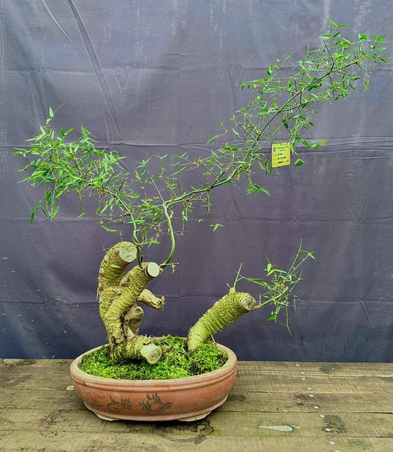 Cay moc bo rao len doi thanh bonsai gia vai chuc trieu dong-Hinh-11