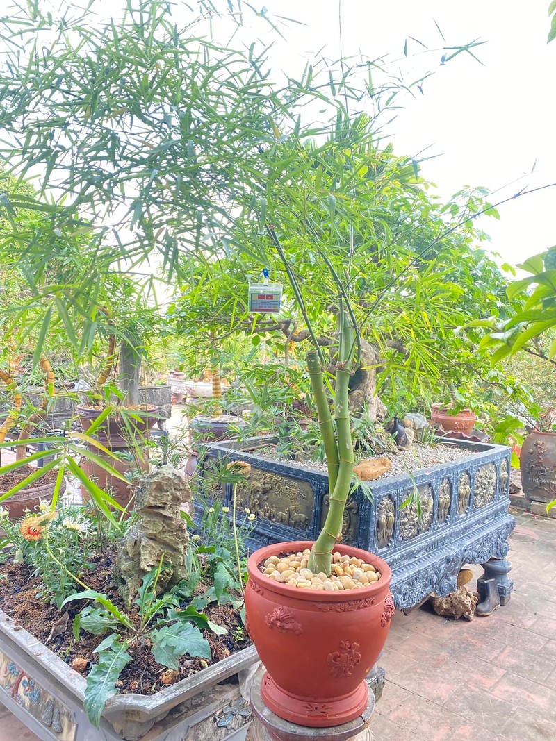 Cay moc bo rao len doi thanh bonsai gia vai chuc trieu dong-Hinh-6