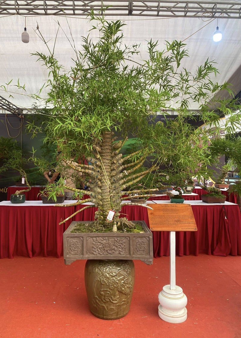 Cay moc bo rao len doi thanh bonsai gia vai chuc trieu dong-Hinh-7