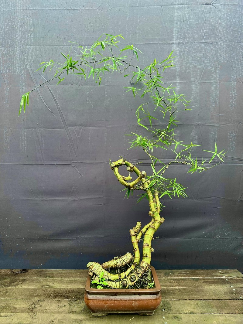 Cay moc bo rao len doi thanh bonsai gia vai chuc trieu dong-Hinh-8