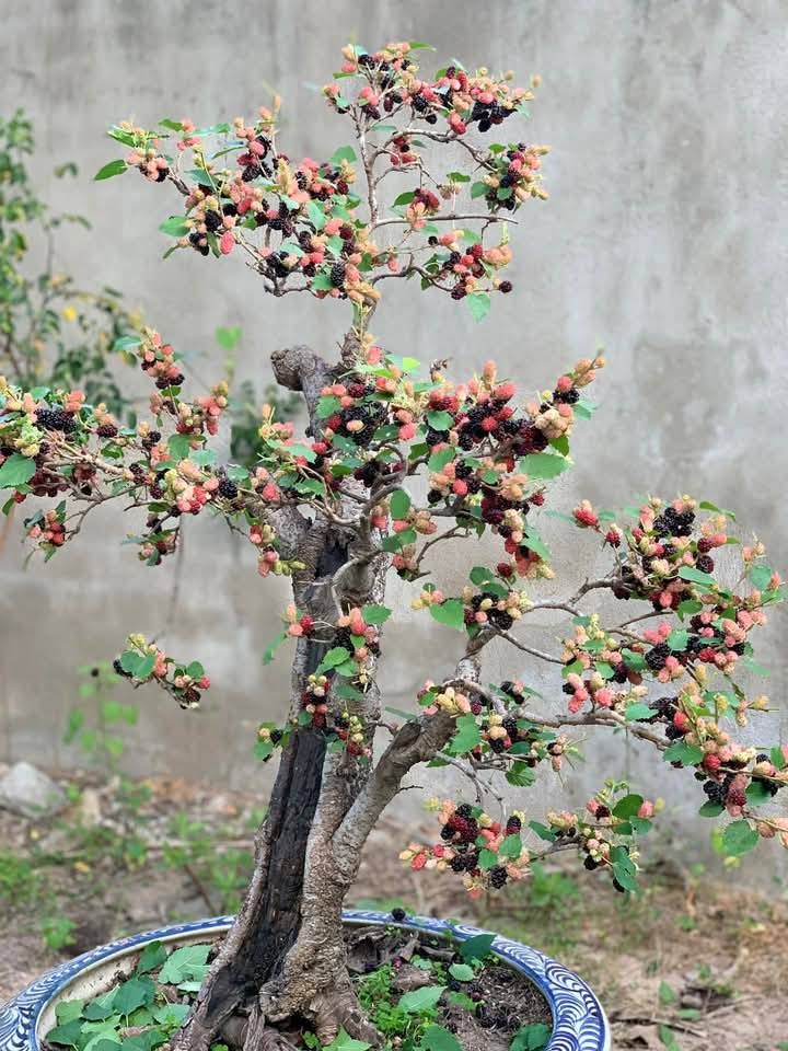 “Da mat” ngam bonsai dau tam sum sue trai vai chuc trieu-Hinh-10