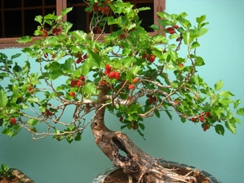 “Da mat” ngam bonsai dau tam sum sue trai vai chuc trieu-Hinh-3