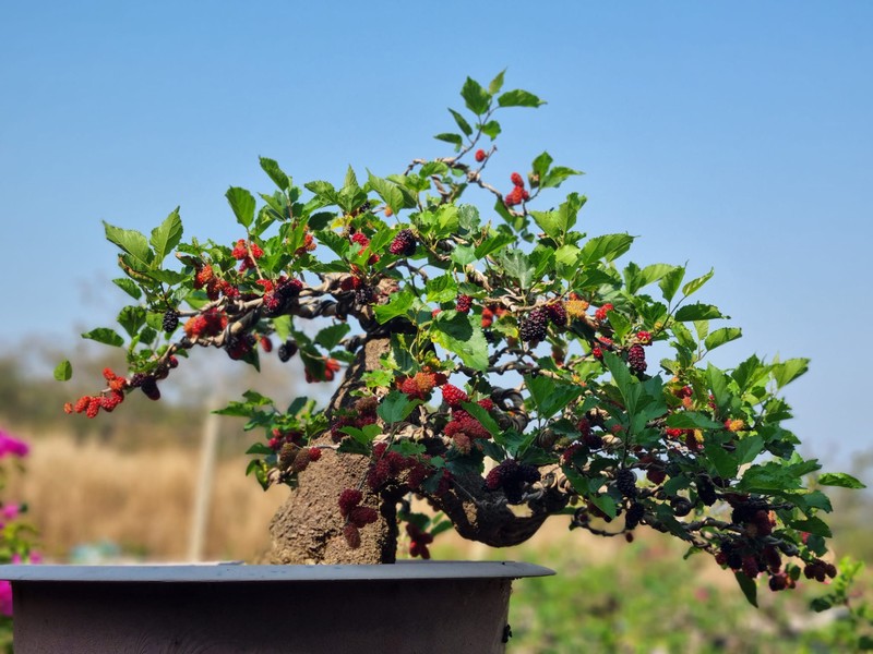 “Da mat” ngam bonsai dau tam sum sue trai vai chuc trieu-Hinh-4