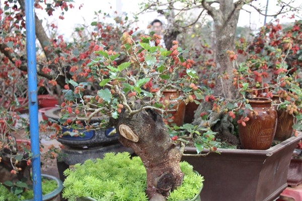 “Da mat” ngam bonsai dau tam sum sue trai vai chuc trieu-Hinh-6