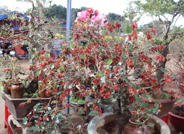 “Da mat” ngam bonsai dau tam sum sue trai vai chuc trieu-Hinh-7