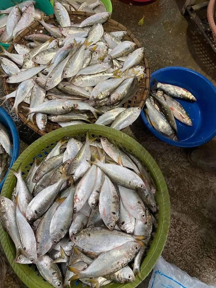 3 loai ca xua cho lon an nay duoc “lung mua” rao riet-Hinh-6